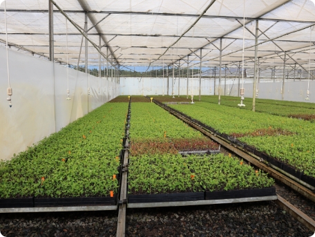 Programme Information - Field Day Programme